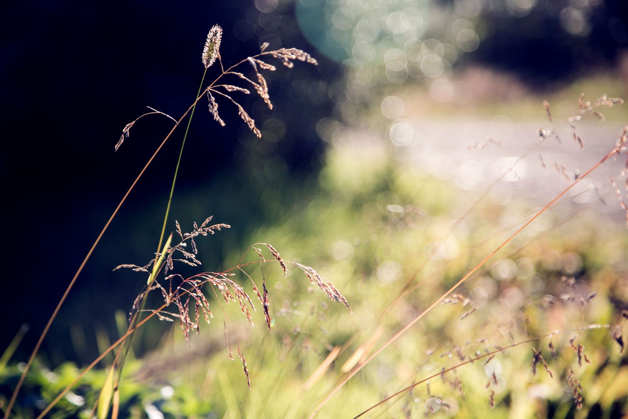 Straws and grass in focus in the foreground, background out of focus but you can see it's a meadow in the sun