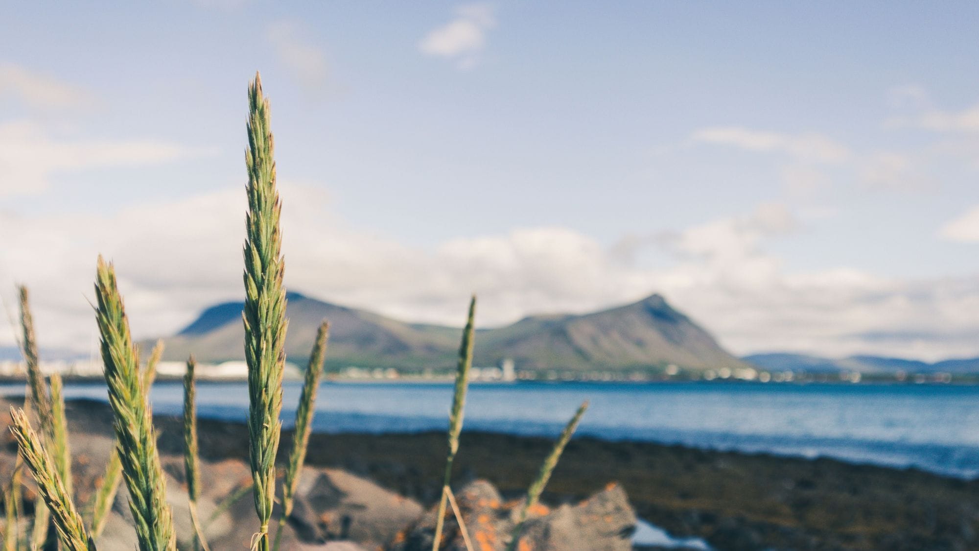 Við strönd, melgresi í fókus og forgrunni, haf, fjöll og land með byggingum á úr fókus hinum megin hafsins