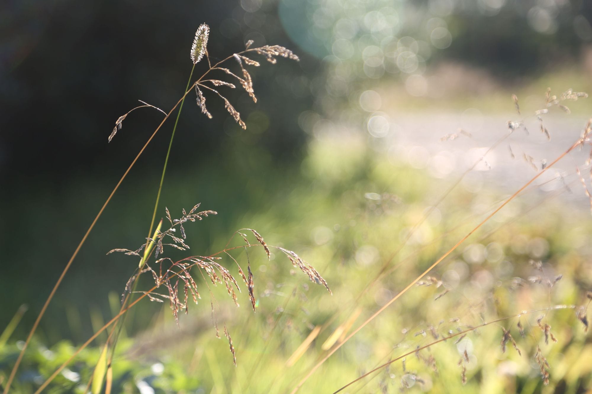 Strá í forgrunni, gras úr fókus í bakgrunni