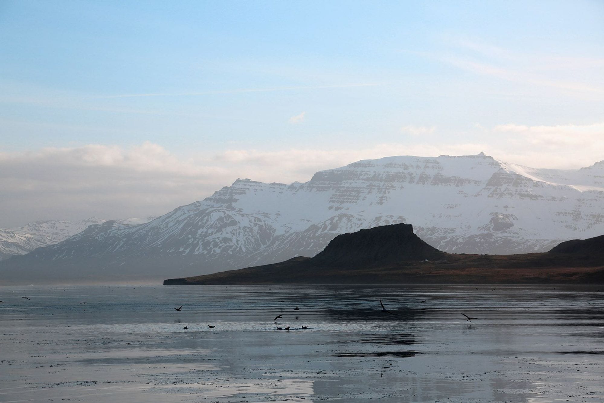 Birds flying on the surface of a sea with frozen mountain in the back