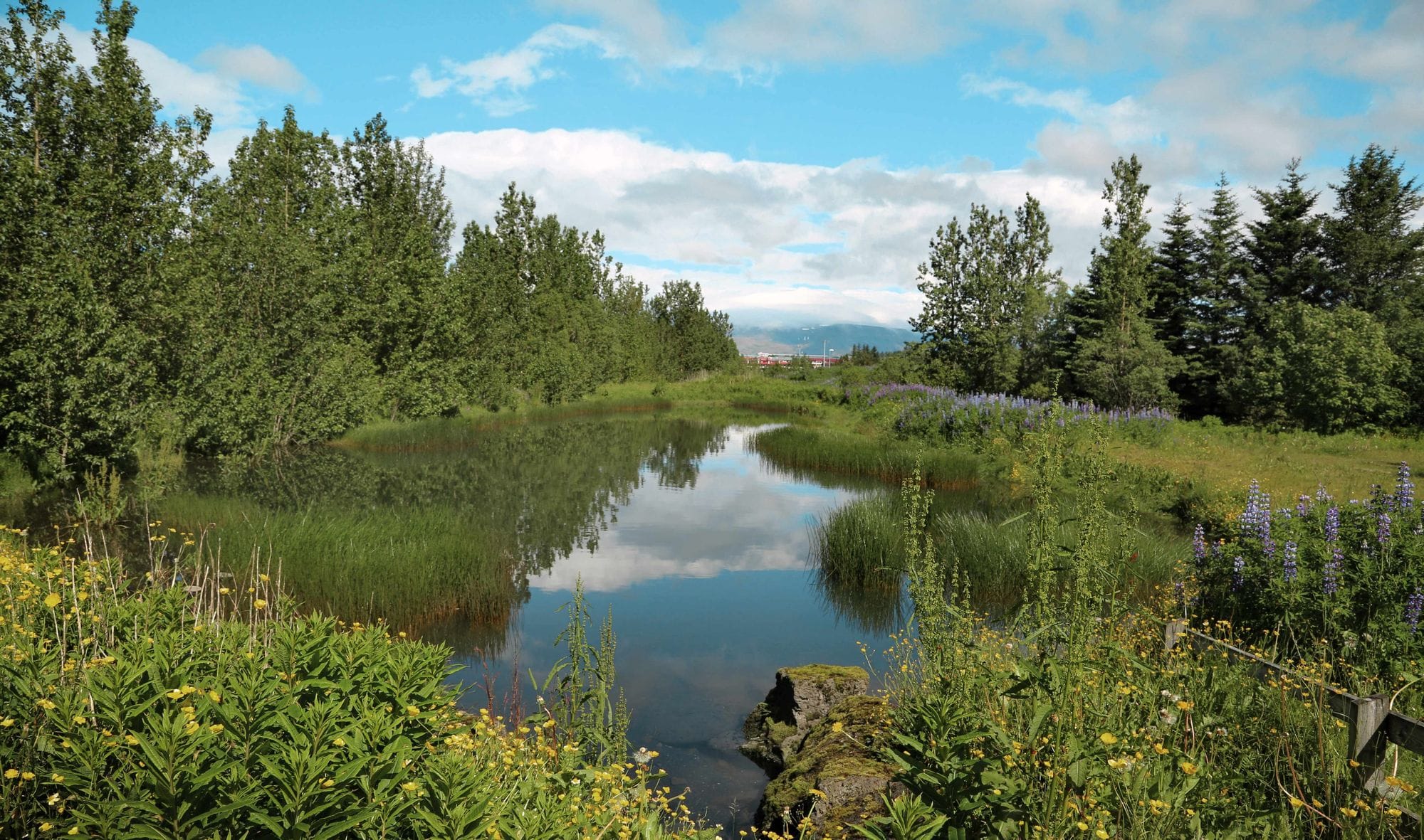 Forest lake with pine trees